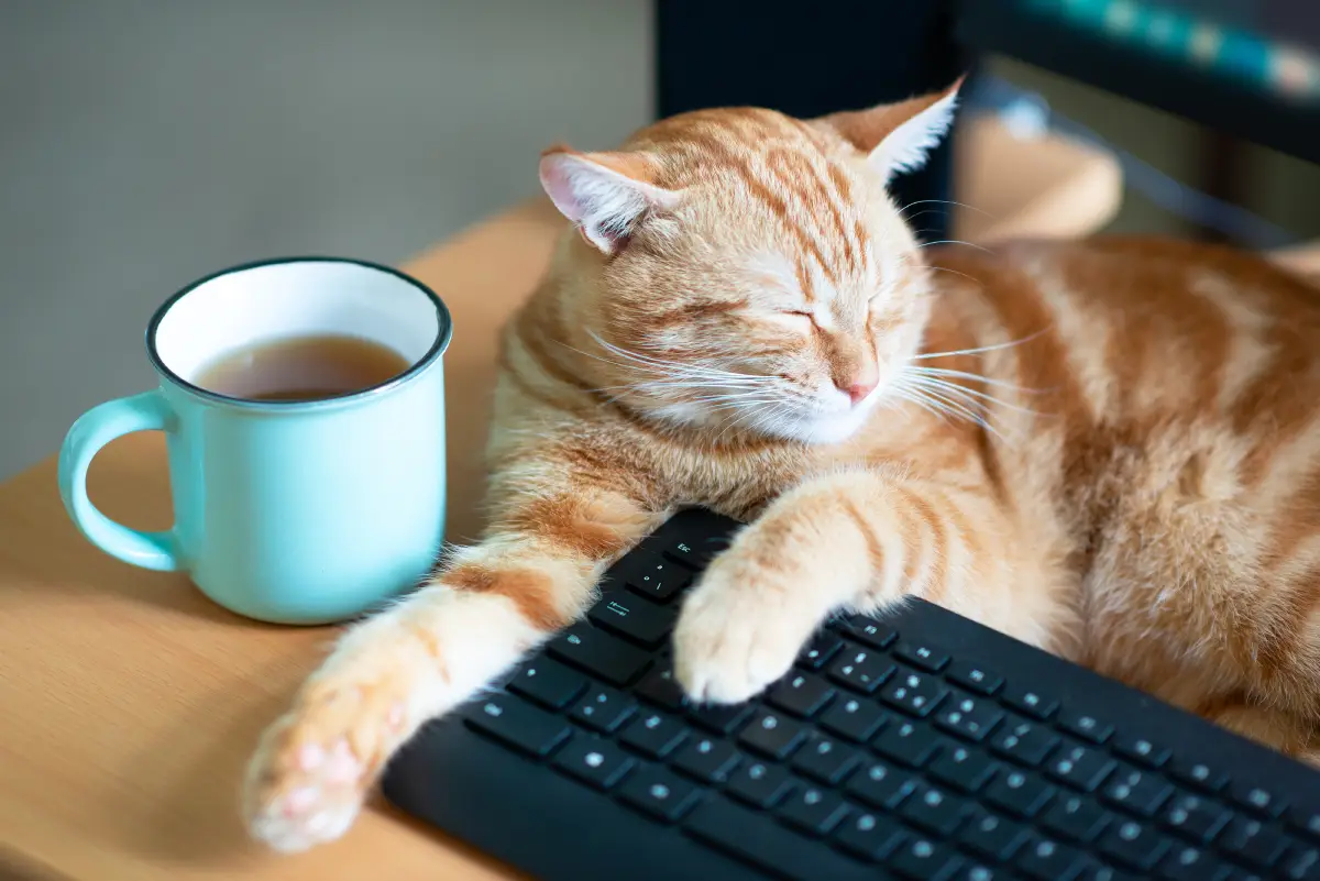 Why Allowing Pets Could Be the Smartest Move for Your Cody Rental